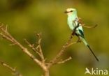 Sahelscharrelaar (Coracias abyssinica)