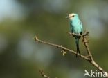 Sahelscharrelaar (Coracias abyssinica)