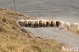 Sheep (Ovis domesticus)