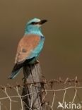 Scharrelaar (Coracias garrulus)