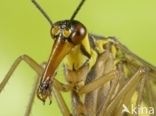 common scorpion fly (Panorpa communis)