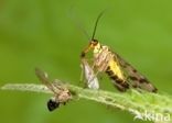 common scorpion fly (Panorpa communis)