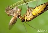 common scorpion fly (Panorpa communis)