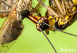 common scorpion fly (Panorpa communis)