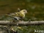 Eurasian Siskin (Carduelis spinus)