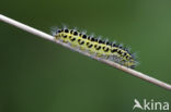 Sint-Jansvlinder (Zygaena filipendulae)