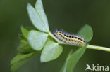 Sint-Jansvlinder (Zygaena filipendulae)