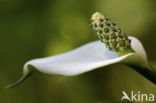 Slangenwortel (Calla palustris)