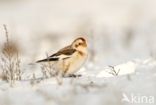 Snow Bunting (Plectrophenax nivalis)