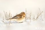 Snow Bunting (Plectrophenax nivalis)