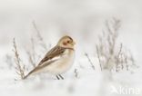 Snow Bunting (Plectrophenax nivalis)