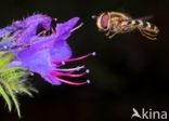 Marmelade Fly (Episyrphus balteatus)