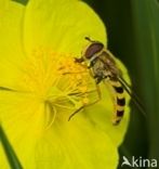 Marmelade Fly (Episyrphus balteatus)