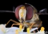 Marmelade Fly (Episyrphus balteatus)