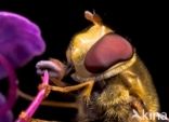 Marmelade Fly (Episyrphus balteatus)