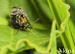 Snuitkever (Curculio spec.)