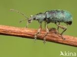 Weevil (Curculio spec.)