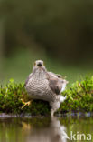 Sparrow Hawk (Accipiter nisus)