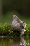 Sparrow Hawk (Accipiter nisus)