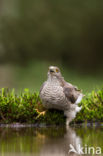 Sperwer (Accipiter nisus)