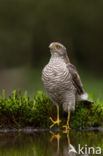 Sparrow Hawk (Accipiter nisus)