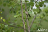 Sperwergrasmus (Sylvia nisoria)