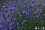 English lavender