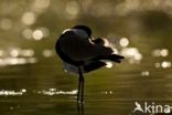 Spur-winged Plover (Vanellus spinosus)