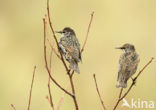 Spreeuw (Sturnus vulgaris)