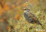 Spreeuw (Sturnus vulgaris)