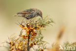 European Starling (Sturnus vulgaris)