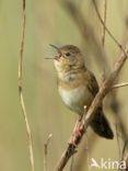 Grasshopper Warbler (Locustella naevia)