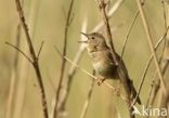 Grasshopper Warbler (Locustella naevia)
