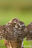 Little Owl (Athene noctua)