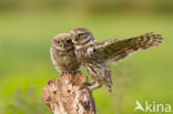 Little Owl (Athene noctua)