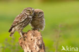 Little Owl (Athene noctua)