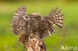 Little Owl (Athene noctua)