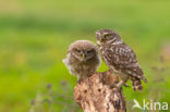 Little Owl (Athene noctua)