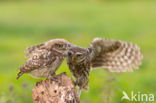 Little Owl (Athene noctua)