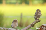 Little Owl (Athene noctua)