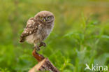 Little Owl (Athene noctua)