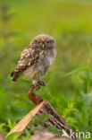 Little Owl (Athene noctua)