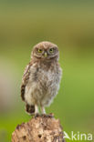 Little Owl (Athene noctua)