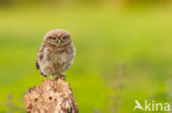 Little Owl (Athene noctua)