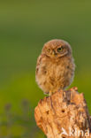 Little Owl (Athene noctua)