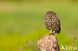 Steenuil (Athene noctua)