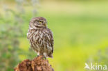 Steenuil (Athene noctua)