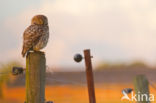 Little Owl (Athene noctua)