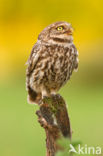Little Owl (Athene noctua)