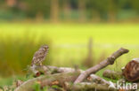 Little Owl (Athene noctua)